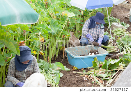 Turnm Harvest 22627117