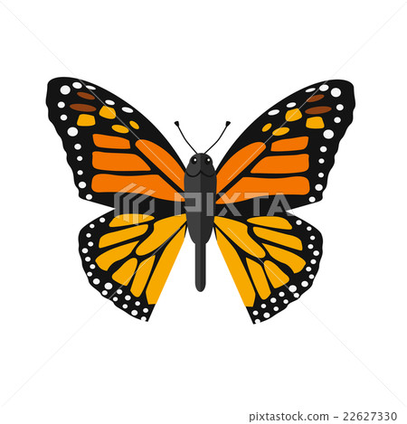 Insects Butterflies Isolated on White Background - Stock Illustration ...