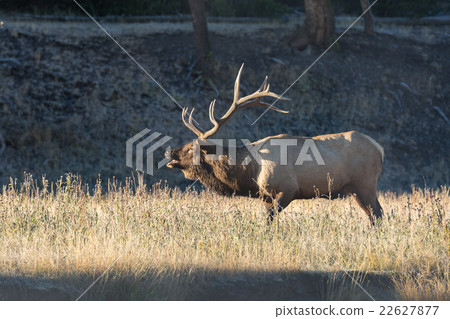 Bull Elk in the Fall Rut Bull Elk in the Fall Rut 22627877