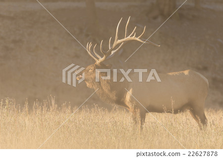 Bull Elk in the Fall Rut Bull Elk in the Fall Rut 22627878