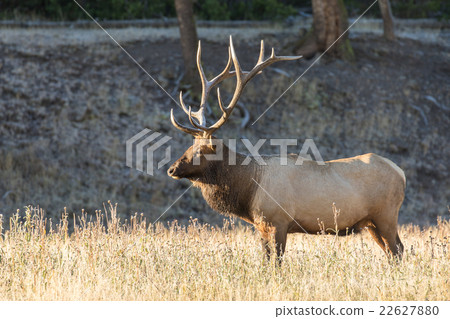 Bull Elk in the Fall Rut Bull Elk in the Fall Rut 22627880