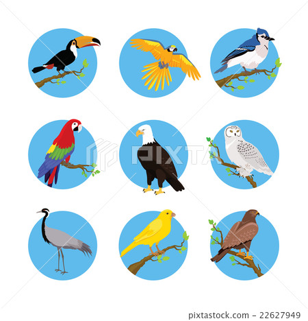 Collection of Various Birds Flat Design 22627949
