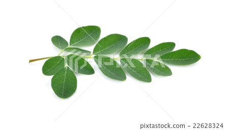Moringa leaves over white background 22628324