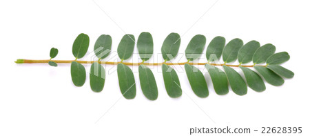Sesbania grandiflora leaves on White Background Sesbania grandiflora leaves on White Background 22628395