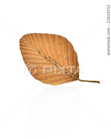 Dry leaves on white background 22628552