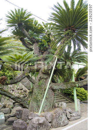 具有400年曆史的大型蘇鐵（長崎縣平戶市） 22628597