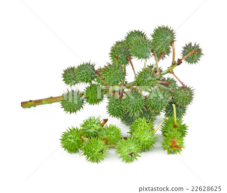 Castor oil plant on white background 22628625