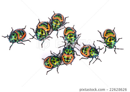 Litchi Bug , Tong Taek Bug, Chrysocoris stollii Litchi Bug , Tong Taek Bug, Chrysocoris stollii 22628626