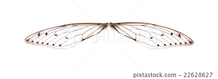 Insect cicada Insect cicada 22628627