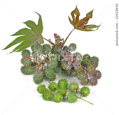 Castor oil plant on white background 22628630