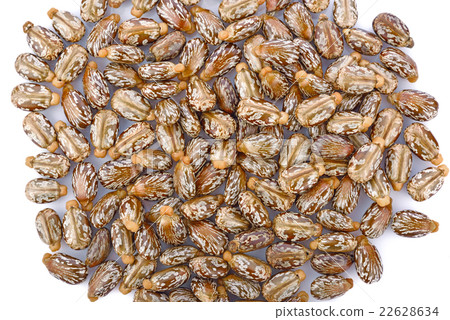Castor seeds on white background 22628634