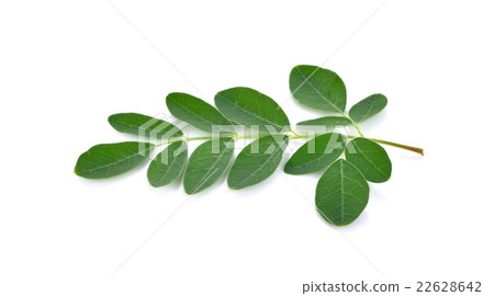 Moringa leaves over white background 22628642
