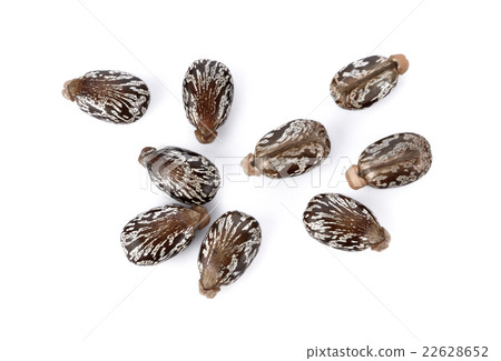 Castor beans on white background 22628652