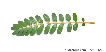 Agasta leaves on White Background 22628658