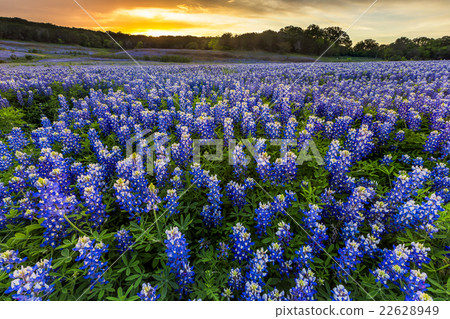 Beautiful Bluebonnets field at sunset 22628949
