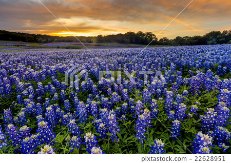 Beautiful Bluebonnets field at sunset in spring 22628951
