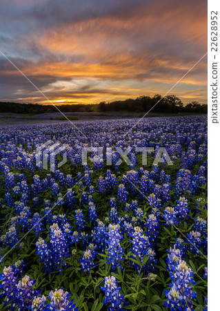 Beautiful Texas bluebonnet field in spring 22628952