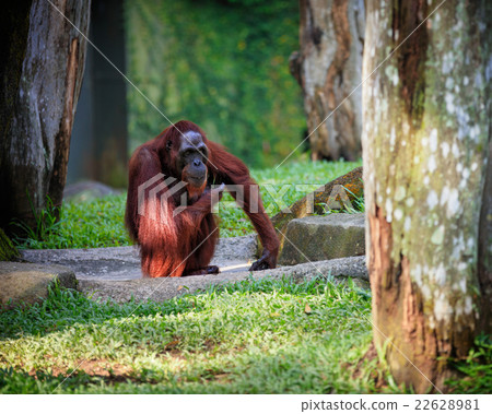 Wild animal in nature Wild animal in nature 22628981