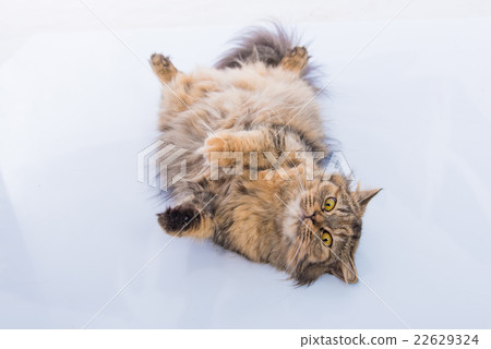 Cute persian cat Cute persian cat 22629324