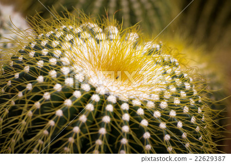 cactus cactus 22629387