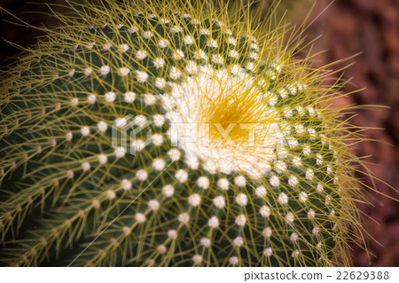 cactus 22629388