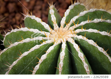 cactus cactus 22629389