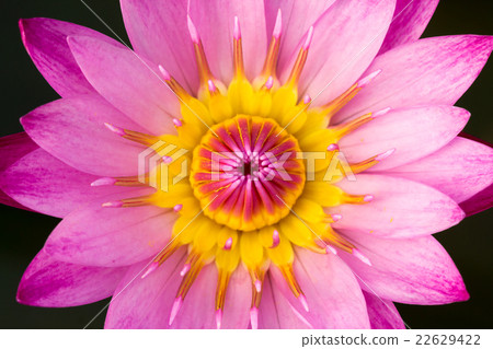 pink lotus 22629422