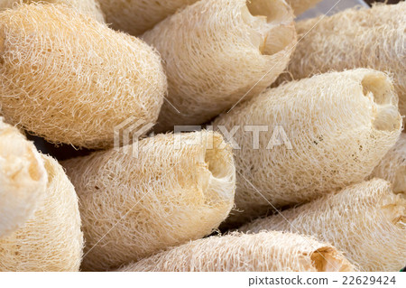 loofa loofa 22629424