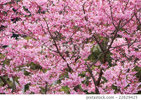 pink sakura flower pink sakura flower 22629425