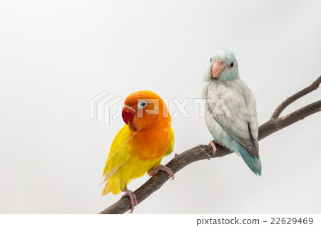 Yellow Lobebird and Pastel Blue Forpus 22629469