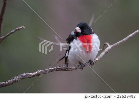 Rose Breasted Grosbeak - Pheucticus ludovicianus. 22629492