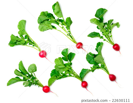 radish isolated on white background 22630111