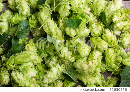 Fresh green hops on a wooden table 22630256