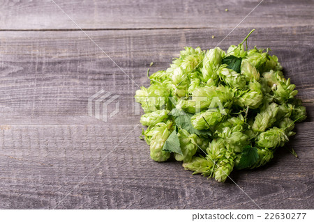 Fresh green hops on a wooden table 22630277