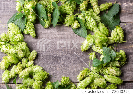 Fresh green hops on a wooden table Fresh green hops on a wooden table 22630294