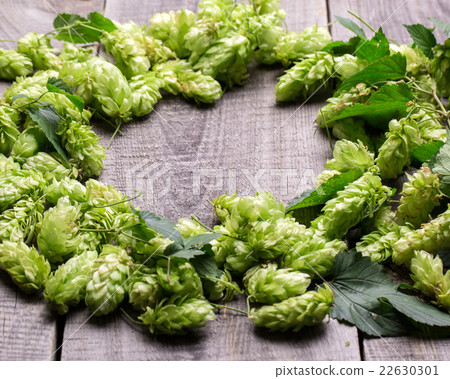 Fresh green hops on a wooden table 22630301