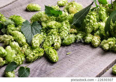 Fresh green hops on a wooden table Fresh green hops on a wooden table 22630307