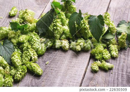 Fresh green hops on a wooden table 22630309