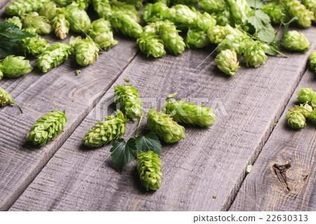 Fresh green hops on a wooden table 22630313