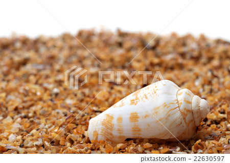 Shell of cone snail on sand Shell of cone snail on sand 22630597