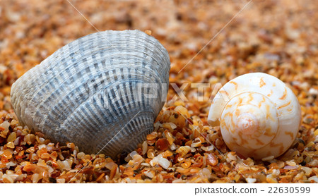 Two seashell on sand Two seashell on sand 22630599