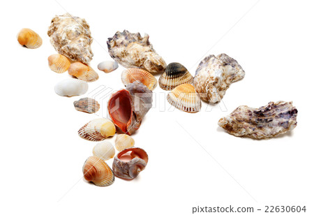 Seashells isolated on white background Seashells isolated on white background 22630604