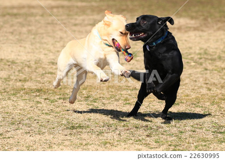 如果我〜♪ 22630995