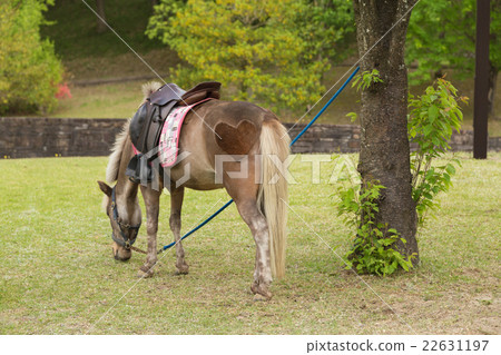事件馬 事件馬 22631197