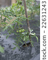 蕃茄 22631243