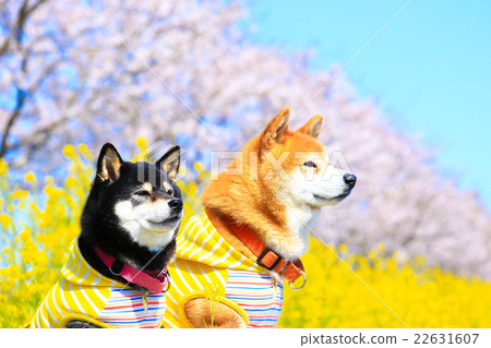 It's spring~♪ 22631607