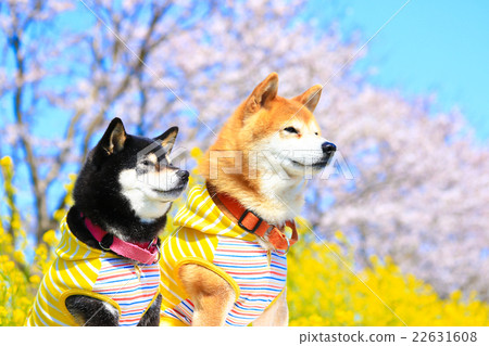 It's spring~♪ It's spring~♪ 22631608