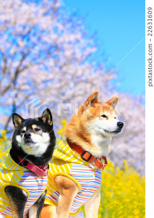 It's spring~♪ 22631609