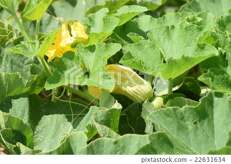 Bee and pumpkin flowers sdg Sustainable natural environment Food self-sufficiency Food crisis Carbon neutral 22631634