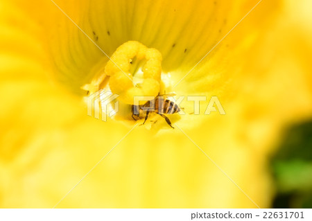 Bee and pumpkin flowers sdg sustainable natural environment food self-sufficiency food crisis carbon neutral Bee and pumpkin flowers sdg sustainable natural environment food self-sufficiency food crisis carbon neutral 22631701